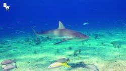 SWARMED by Porcupinefish! Instructional Video