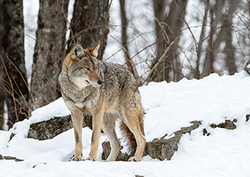 Trophic level Instructional Video