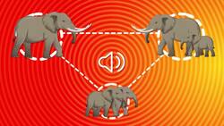 I WONDER - How Do Elephants Communicate? Instructional Video