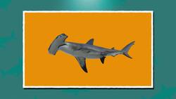 I WONDER - What Is A Hammer Head Shark? Me Pregunto - Qué Es Un Tiburón Martillo? Instructional Video