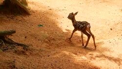 Wildlife scene. Beautiful young fallow whitetail deer, wild mammal animal in forest surrounding. Spotted, Chitals, Cheetal, Axis, Cervus nippon or Japanese deer grazing in natural habitat in the sun. Stock Footage
