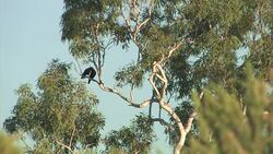 Mated pair of birds preening each other Stock Footage