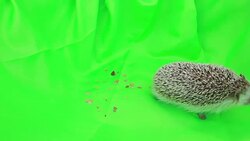 A cute hedgehog on green screen Stock Footage