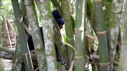 CLEAN : Indonesia seeks to protect ancient tribe News Clip