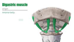 Suprahyoid muscles Instructional Video