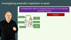 Investigating Aerobic Respiration in Yeast Instructional Video