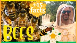 Learn about Honey Bees, Pollination, Beekeeping Instructional Video