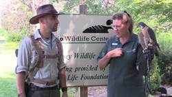 Peregrine Falcon is the Fastest Animal in the World! Instructional Video