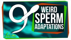 9 of the Weirdest Sperm Adaptations Instructional Video