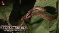 Red Eye vs Gliding Tree Frog! Instructional Video