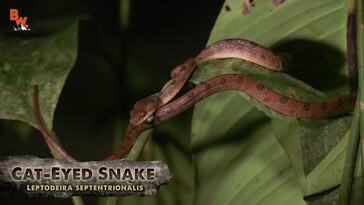Red Eye vs Gliding Tree Frog!