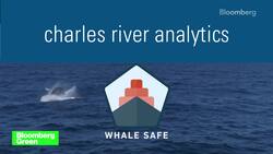 How AI Is Being Used to Save the Whales News Clip