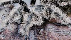 This Tarantula’s Curly Hair is a Weapon In Disguise Instructional Video