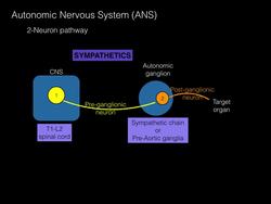 Autonomic nervous system Overview Instructional Video