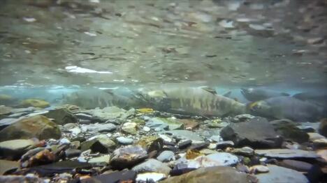 Salmon: A Keystone Species in Aquatic Ecosystems