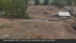 Protesters join B.C. ostrich farmers to fight order to cull flock News Clip
