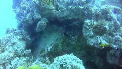 Lionfish: The Ocean Invaders News Clip