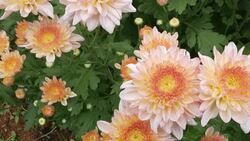 Chrysanthemums flower, , sometimes called mums or chrysanths, They are native to Asia and northeastern Europe. Most species originate from East Asia and the center of diversity is in China. Stock Footage