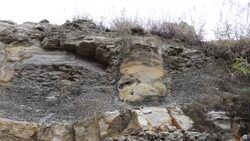 VOICED : Descubren en Brasil un bosque de 290 millones de años News Clip