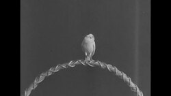 Canary performs "Yankee Doodle" News Clip