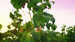 An elderly woman collects raspberries at sunset. Organic food. Stock Footage