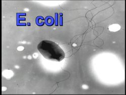 Viruses and Monerans: Bacterial Shapes and Activities Instructional Video