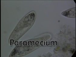 Exploring Protists and Fungi Instructional Video