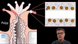 Coral Bleaching Instructional Video