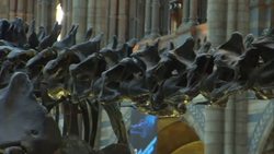 Dippy the dinosaur skeleton at the Natural History Museum News Clip