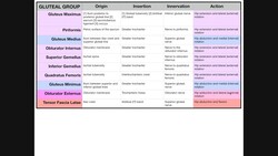 The Deep Gluteal Muscles | Anatomy, Origins, Insertions, Etc. Instructional Video