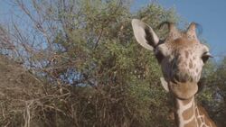 This Giraffe Orphanage in Kenya is A Beautiful Thing to See! Instructional Video