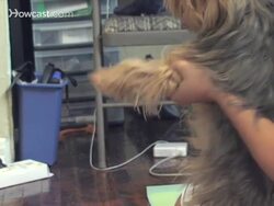 How to Do Dog Yoga Instructional Video