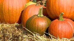Why pumpkins this year might be a little punier than you're used to News Clip