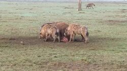 clan of hyenas eating carrion in savanna at africa Stock Footage