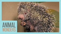 Fun Times with Kemosabe the Porcupine | Compilation Instructional Video