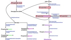 Choline and Betaine Degradation Pathways Instructional Video