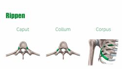 Hauptknochen des Rumpfes Instructional Video