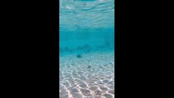 This Is Our Closest Invertebrate Relative Instructional Video