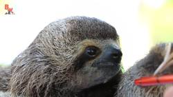 Sloth vs Sloth! Instructional Video