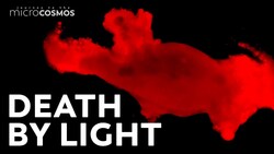 Why Do Microbes Explode Under UV Light? Instructional Video