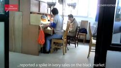 How to stop the ivory trade Instructional Video