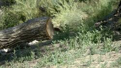 Get to Know the Amazing and Beautiful Endangered Wild Dog Known as a Dhole Instructional Video