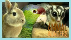 Oldies But Goodies Instructional Video