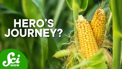 Corn Shouldn't Be Food, But It Is Instructional Video