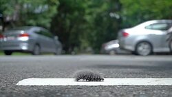 An Emperor moth Caterpillar worm on road. Stock Footage