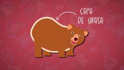 High Five Facts - Hibernation Choca Esos Cinco - Hibernación Instructional Video