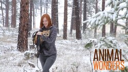 Training #2: Operant Conditioning Instructional Video