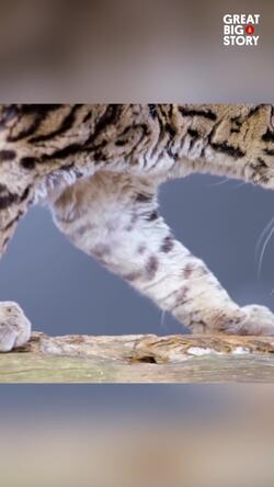 These Wildcats Need the Forest to Survive Instructional Video