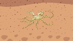 I WONDER - How Long Have Octopi Existed? Me Pregunto - Cuánto Tiempo Han Existido Los Pulpos? Instructional Video