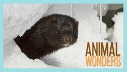 Frasier's Ready for Winter Instructional Video